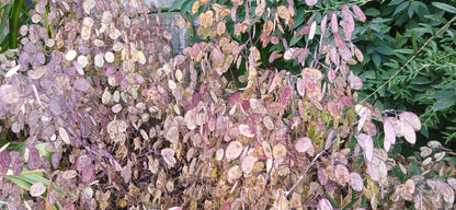 Honesty Mixed Seeds