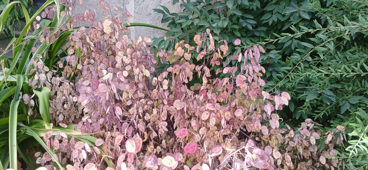 Honesty Mixed Seeds