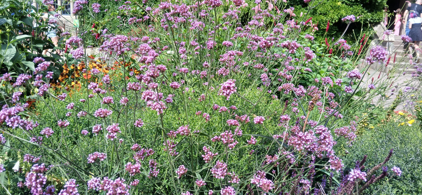 Verbena bonariensis Seeds
