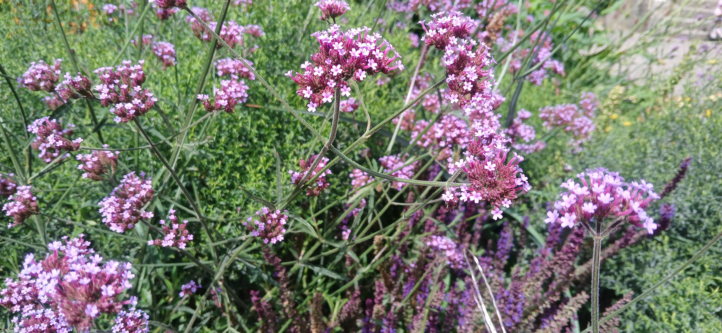 Verbena bonariensis Seeds