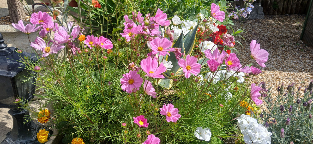 Flower Seeds