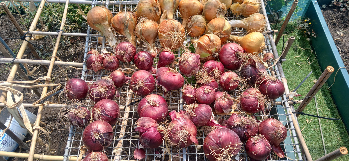 Autumn Onions