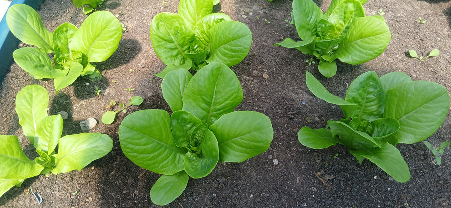 How to Grow Lettuce
