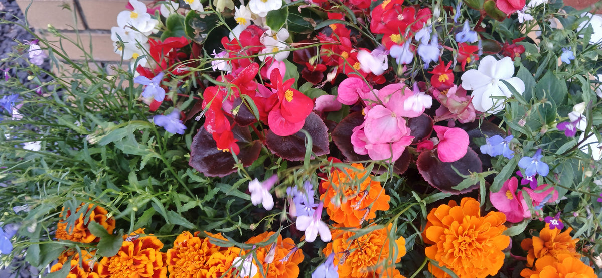 Flower Seeds