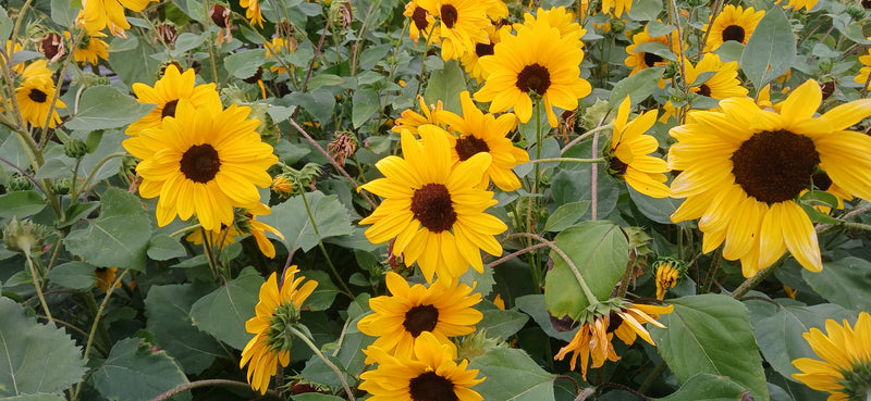 I want Beautiful Flowers