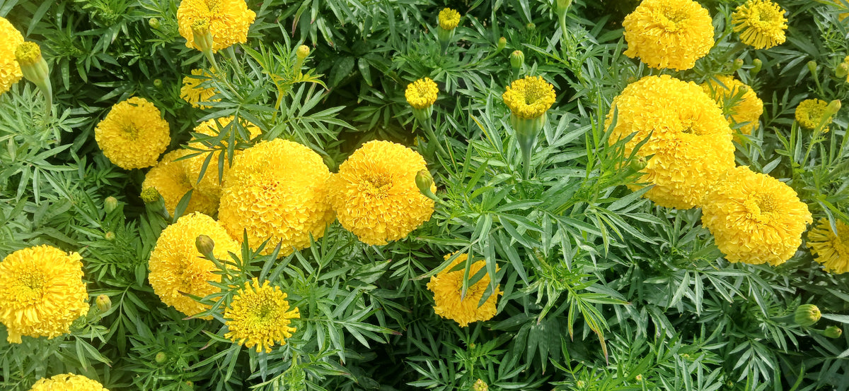 How to Grow Marigolds