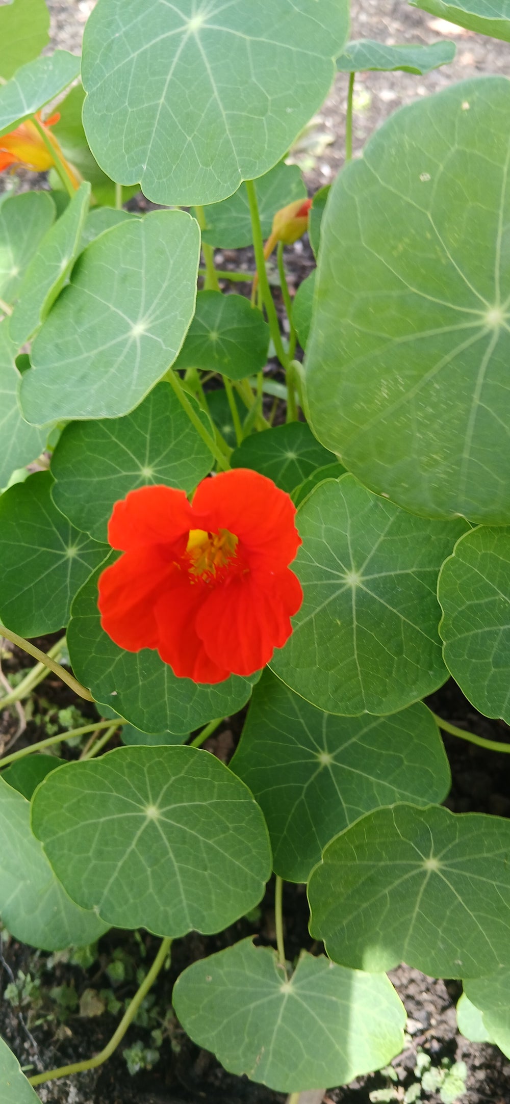 Flowers for Pots