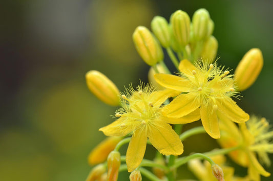 Bulbine caulescens Seeds