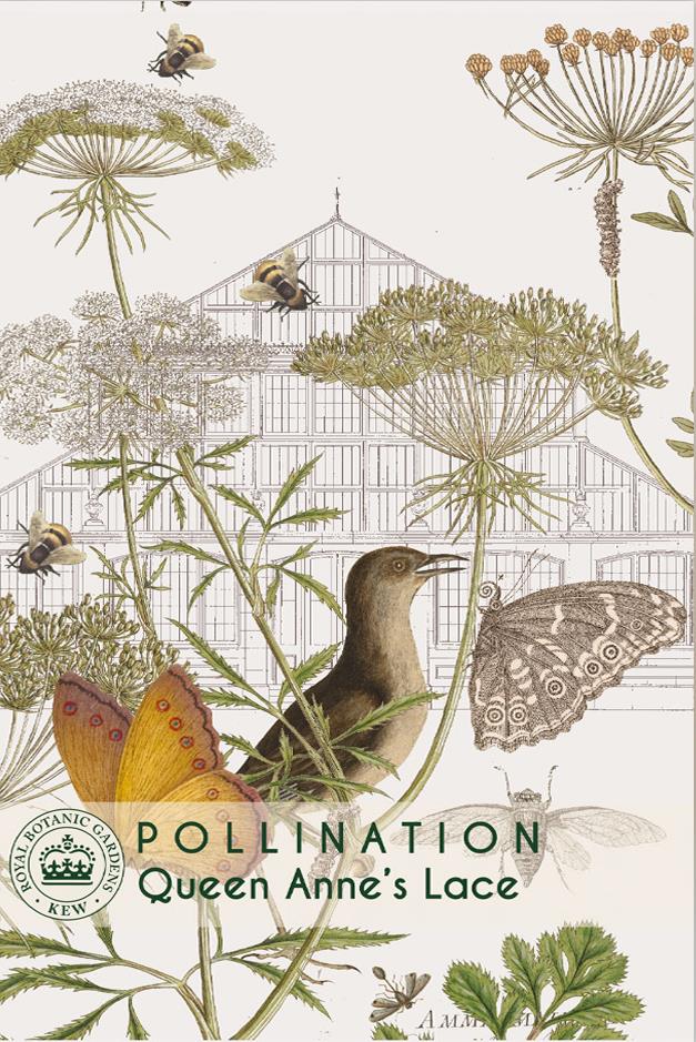 Thompson & Morgan Kew Pollinators Flower Queen Anne's Lace - 75 Seeds