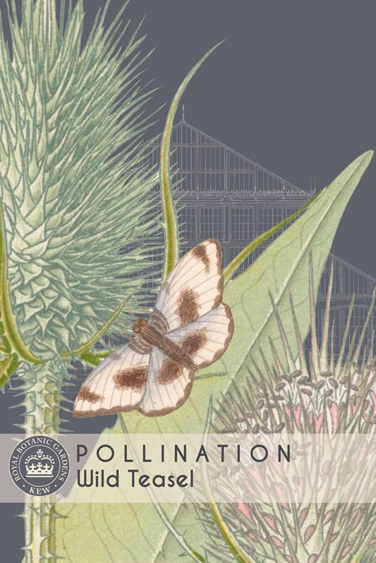 Thompson & Morgan Kew Pollinators Flower Wild Teasel - 100 Seeds