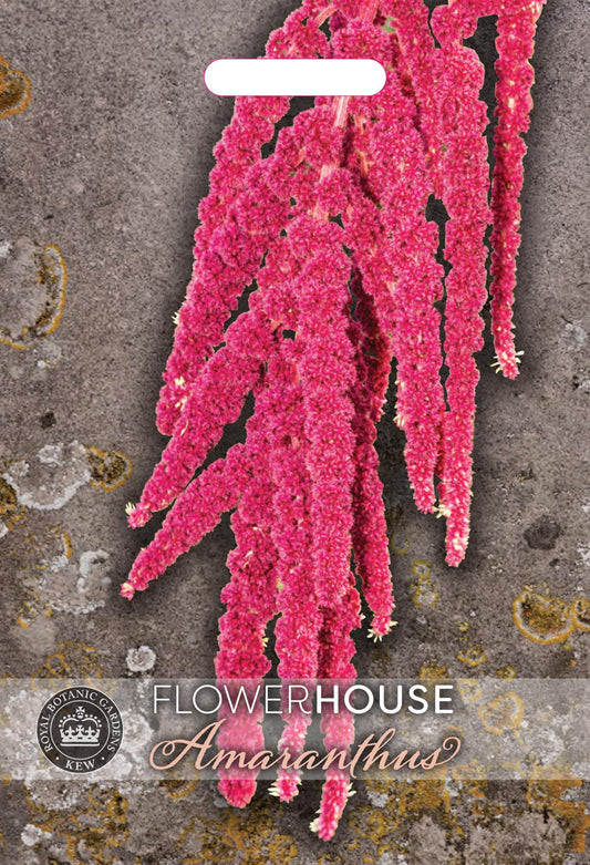 Thompson & Morgan Kew Flower Amaranthus caudatus - 2500 Seeds