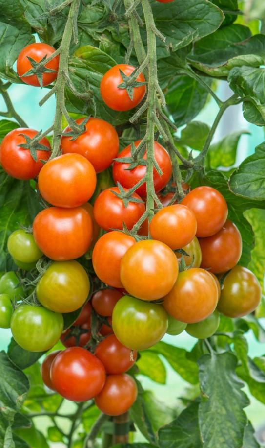 Tomato Sweet Success F1 Hybrid Seeds