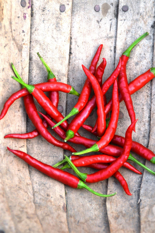 Chilli Pepper Hot Damian Seeds