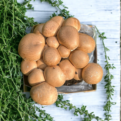 Chestnut Mushroom Growing Kit by Merryhill