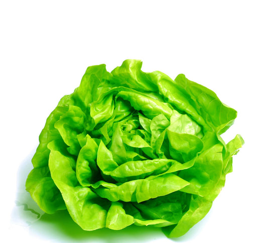 Lettuce Compact Green Butterhead Weldon RZ - LS11153 Seeds