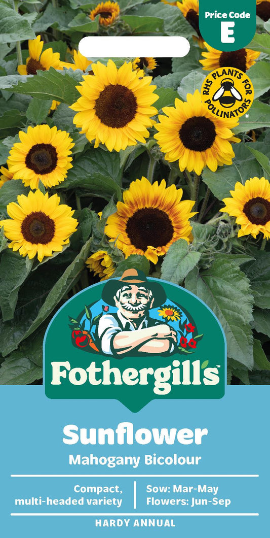 Fothergills Sunflower Mahogany Bicolour Seeds