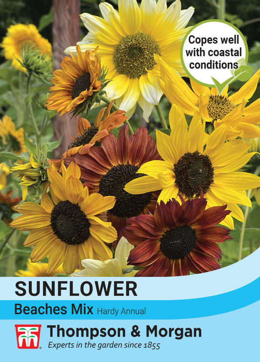 Thompson & Morgan  Flower Sunflower Beaches Mix Bulk - 40 Seeds