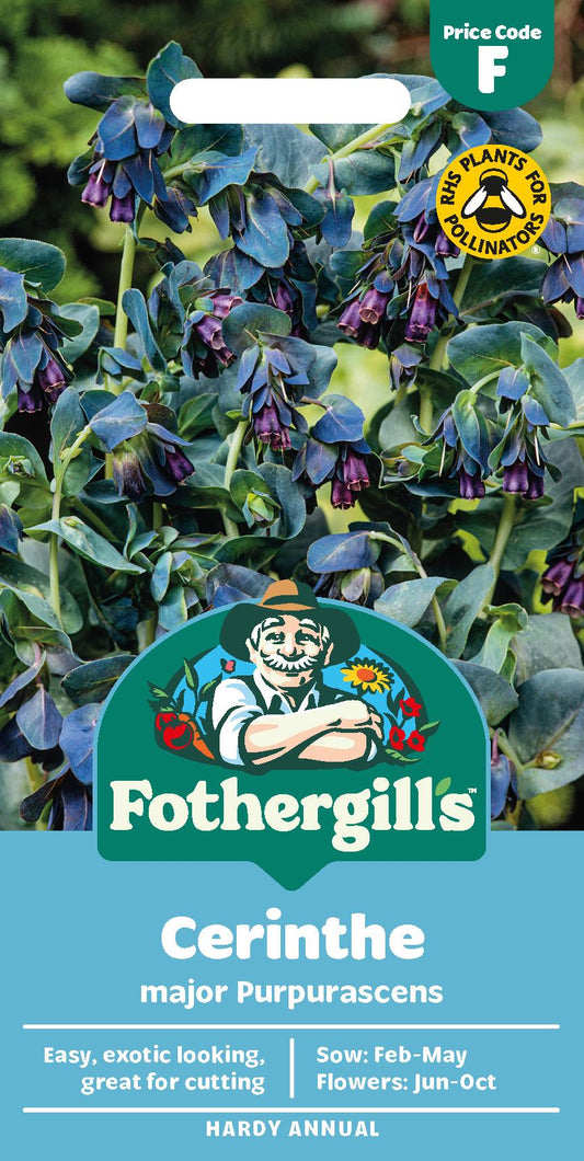 Fothergills Cerinthe Major Purpurascens Seeds