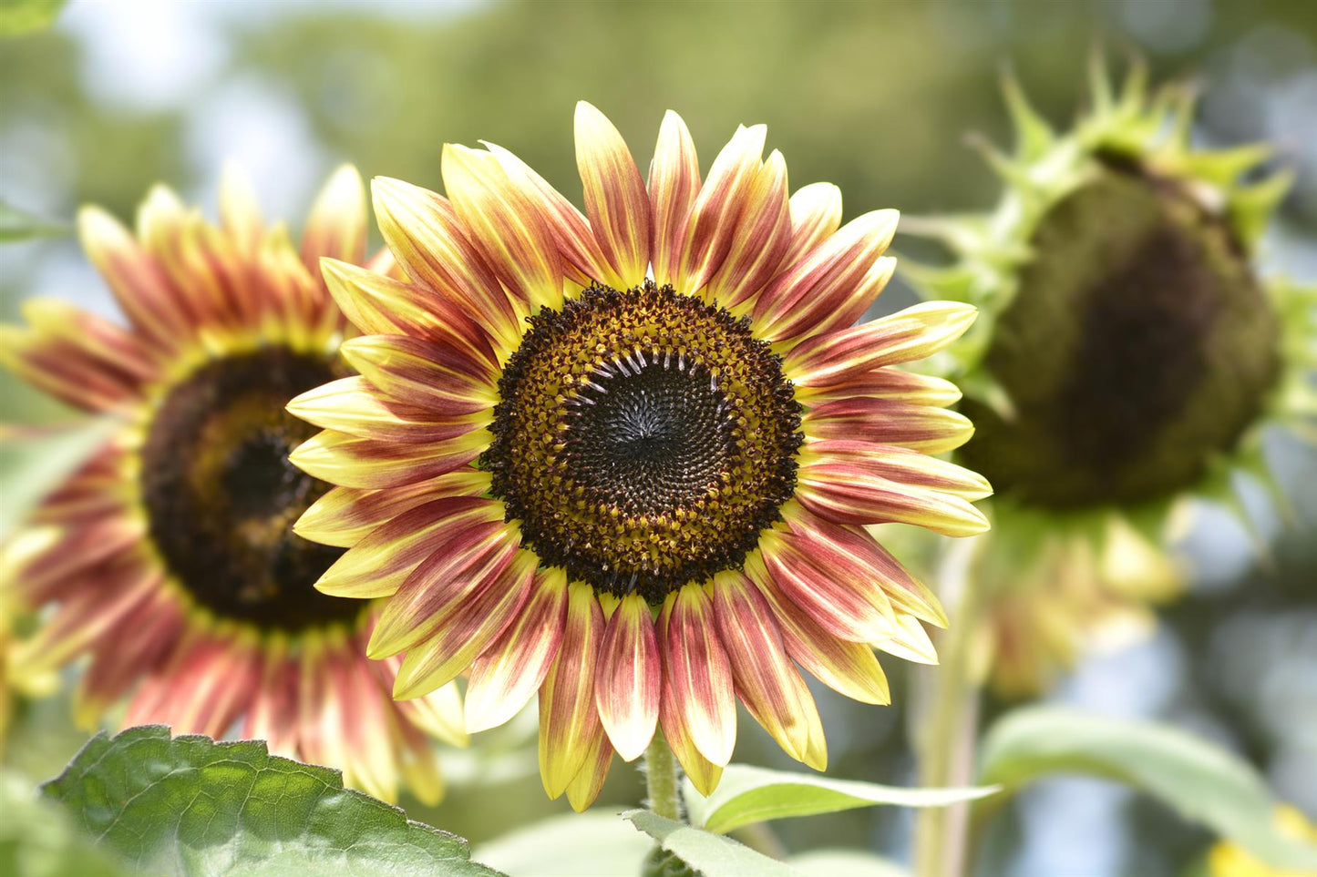 Sunflower Cherry Rose Seeds