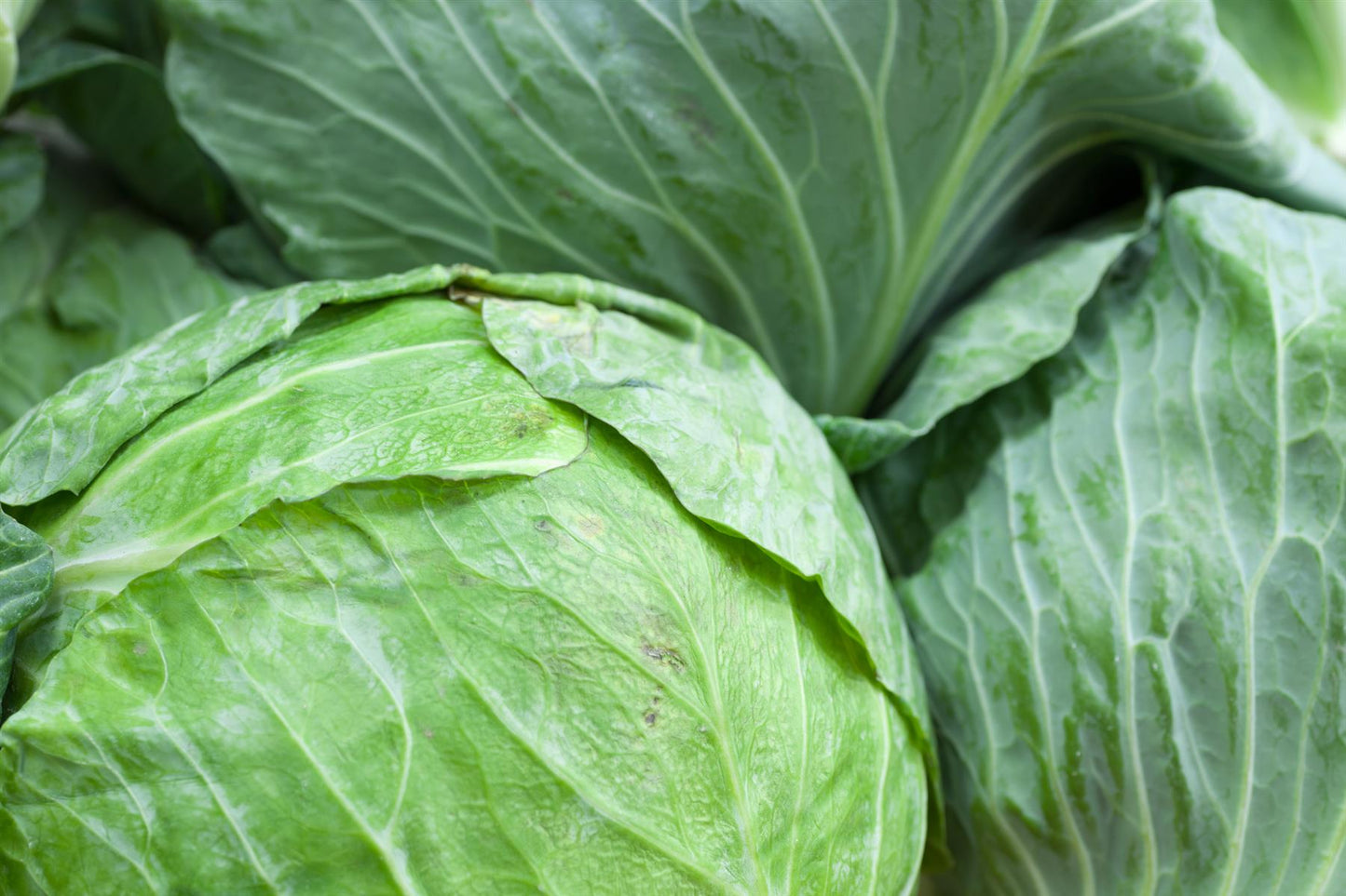 Kings Seeds Cabbage Holland Late Winter 450 Seeds