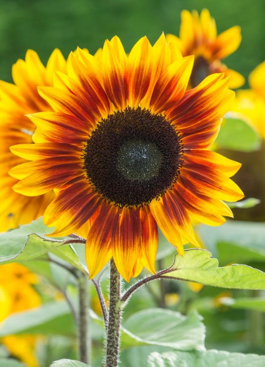 Sunflower Helios Flame F1 Hybrid Seeds