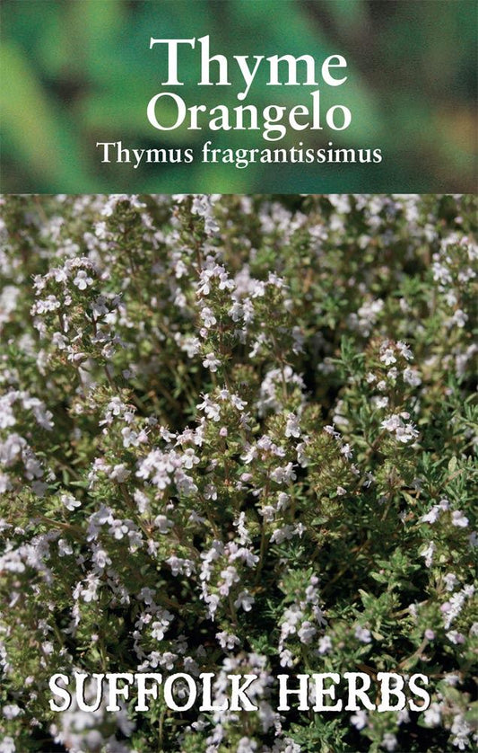 Suffolk Herbs - Herb - Thyme Orangelo