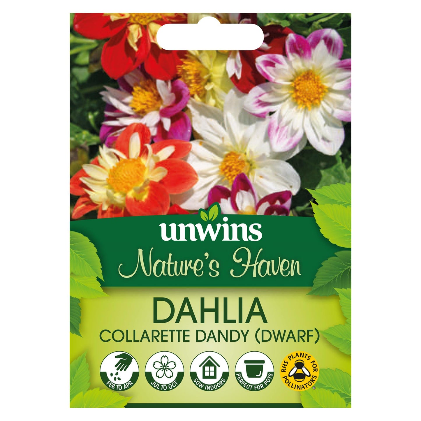 Unwins Flower Dahlia Collarette Dandy (dwarf) Mix - 40 Seeds