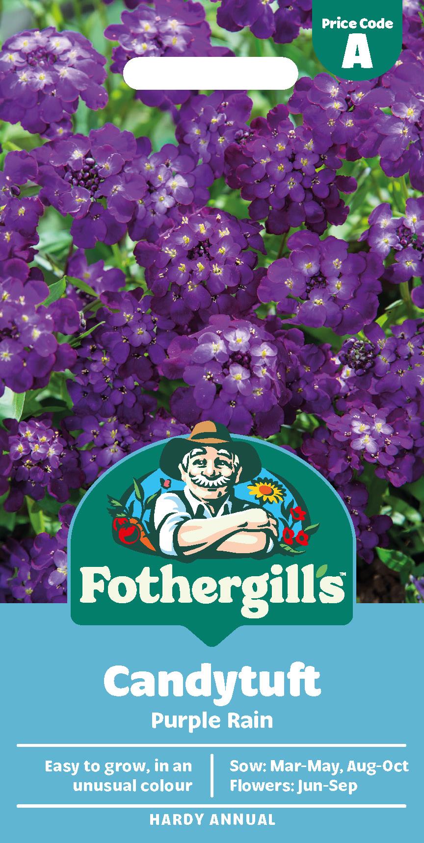 Fothergills Candytuft Purple Rain Seeds