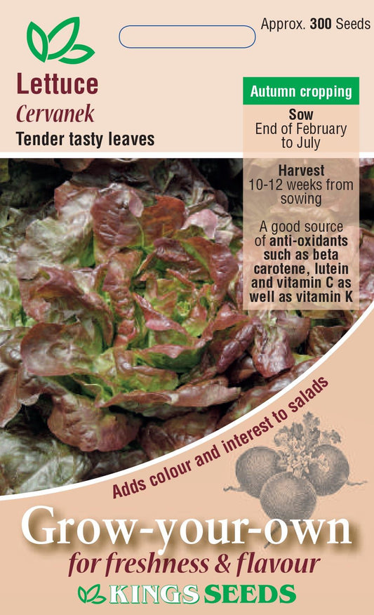 Kings Seeds  Lettuce Cervanek Seeds