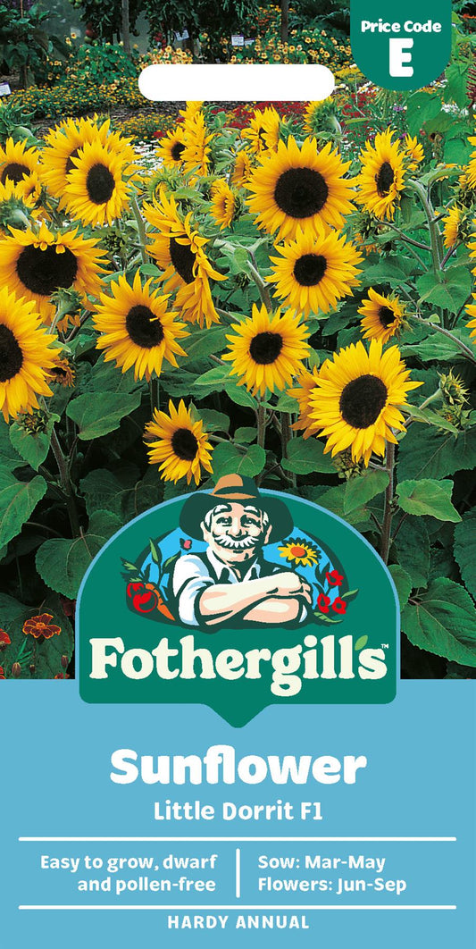 Fothergills Sunflower Little Dorrit F1 Seeds