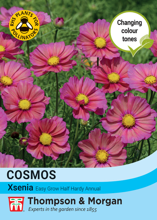 Thompson & Morgan  Flower Cosmos Xsenia - 25 Seeds