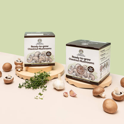Chestnut Mushroom Growing Kit by Merryhill