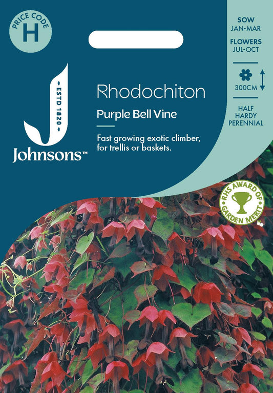 Johnsons - Rhodochiton Purple Bell Vine - 15 Seeds