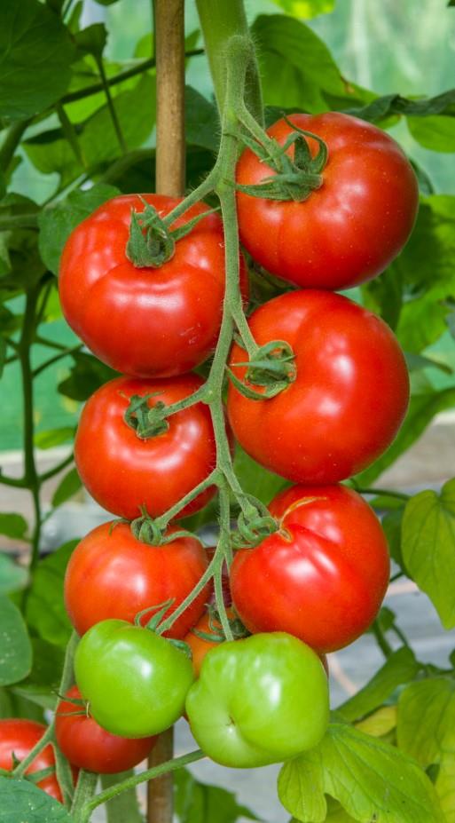 Tomato Red Bodyguard F1 Hybrid Seeds