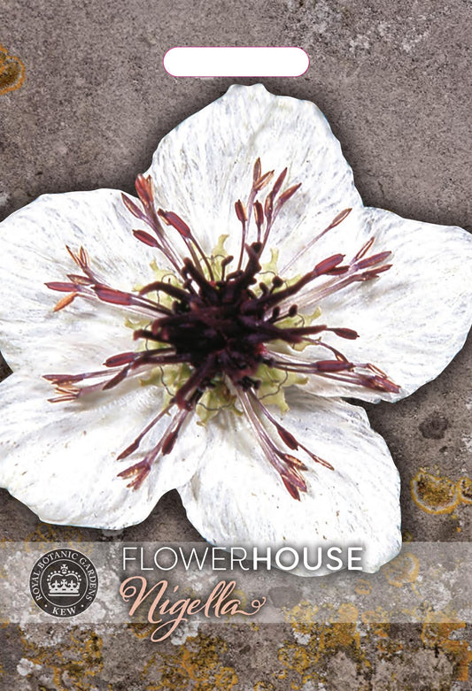 Thompson & Morgan Kew Flower Nigella papillosa African Bride - 500 Seeds