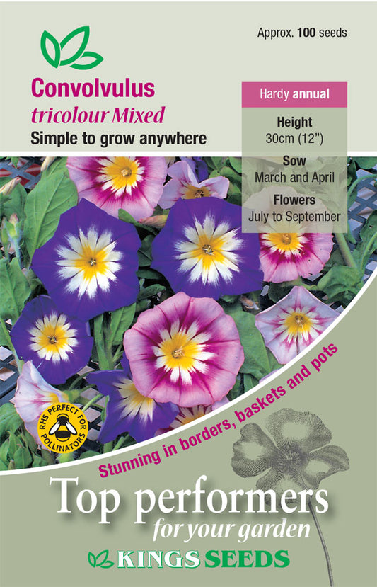 Kings Seeds Flower Convolvulus Tricolour 100 Seeds - Reduced Short Sow By Date Sept 2024