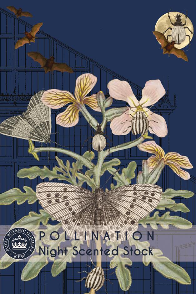 Thompson & Morgan Kew Pollinators Flower Night Scented Stock - 1100 Seeds