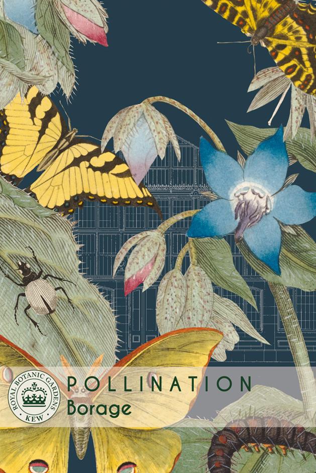 Thompson & Morgan Kew Pollinators Herb Borage - 100 Seeds