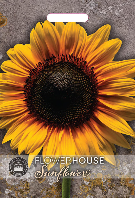 Thompson & Morgan Kew Flower Sunflower Uniflorus Giganteus - 45 Seeds