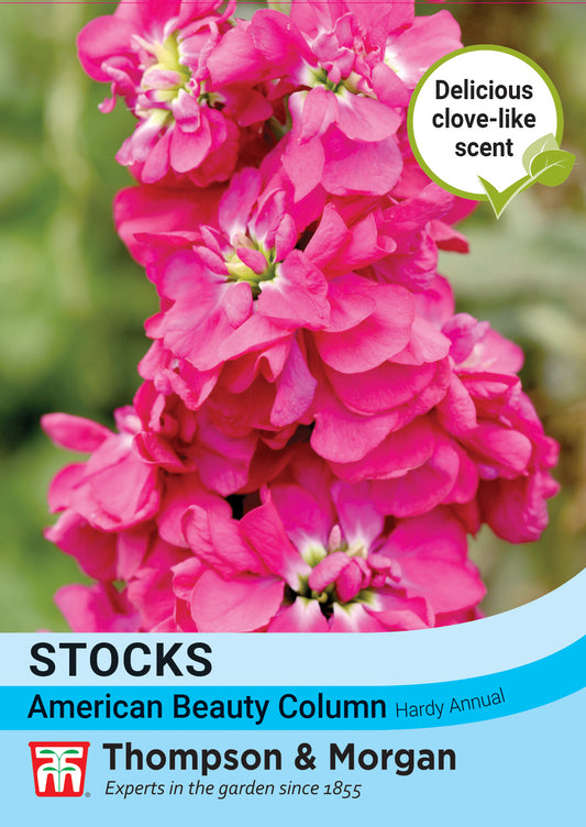 Thompson & Morgan  Flower Stock American beauty Column - 75 Seeds