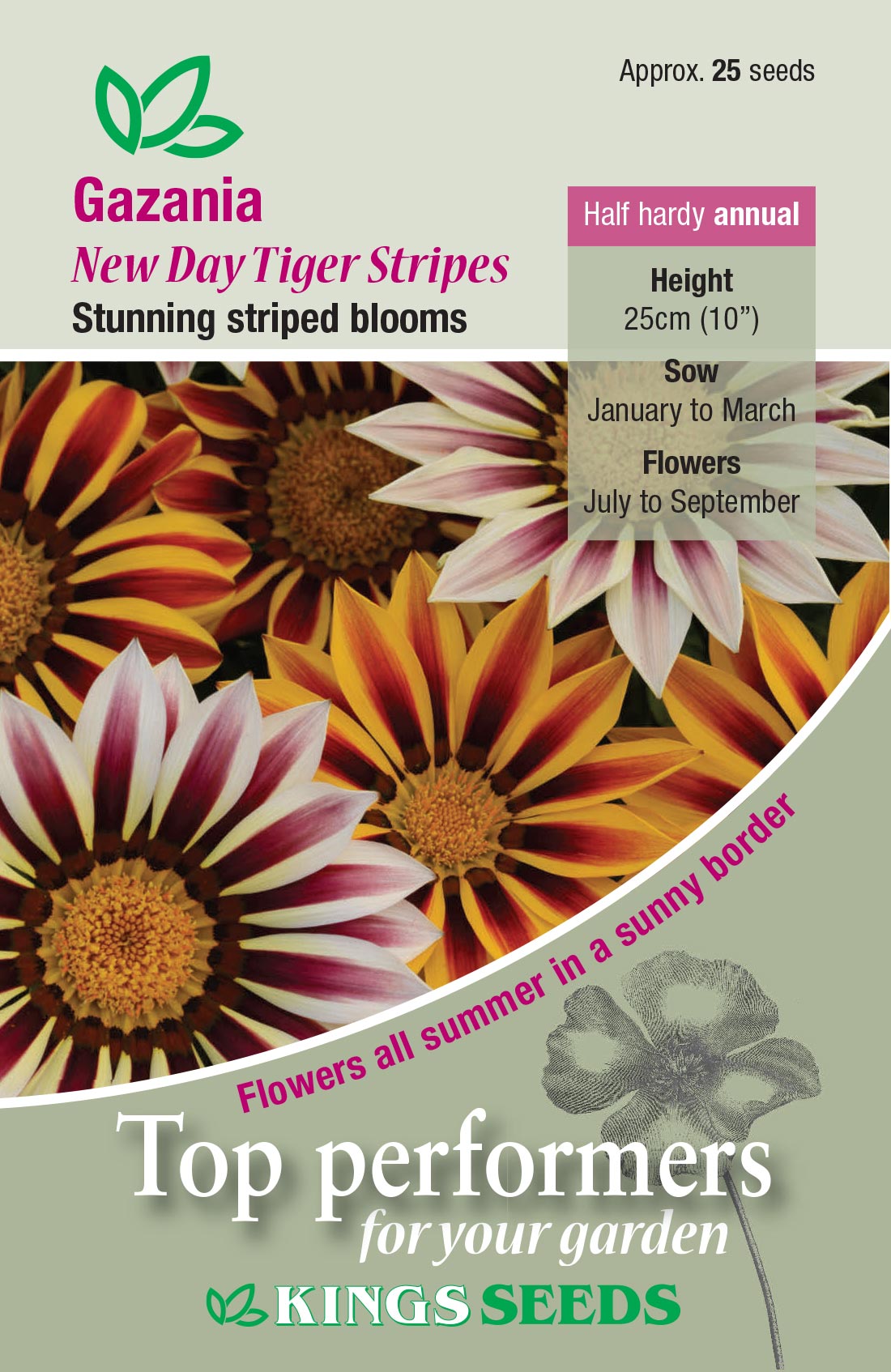 Kings Seeds Gazania New Day Tigers Stripes 25 Seed