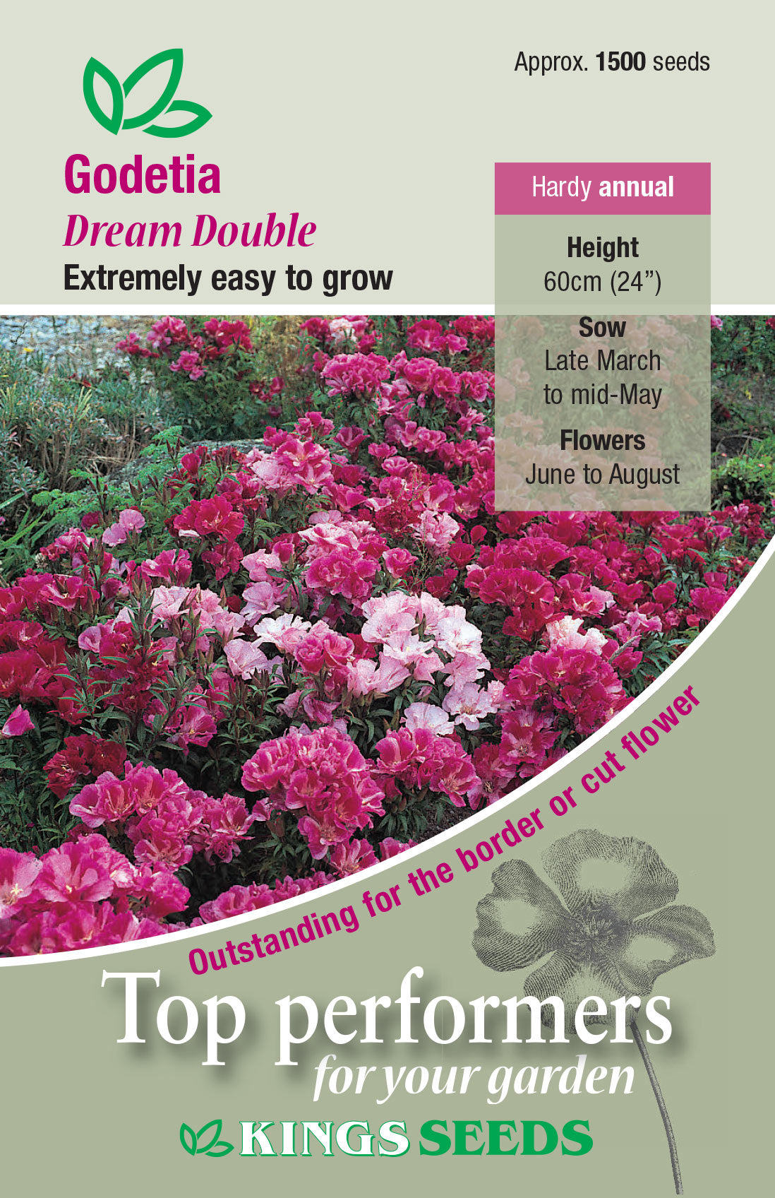 Kings Seeds Godetia Dream Double Mixed 1500 Seeds