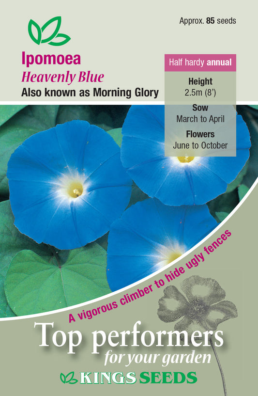 Kings Seeds Ipomoea Heavenly Blue 85 Seeds