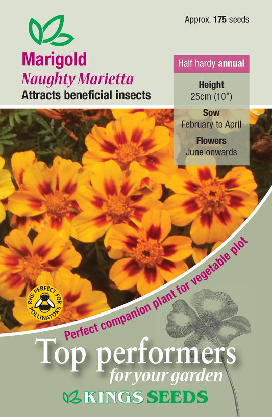 Kings Seeds Marigold Naughty Marietta 175 Seeds