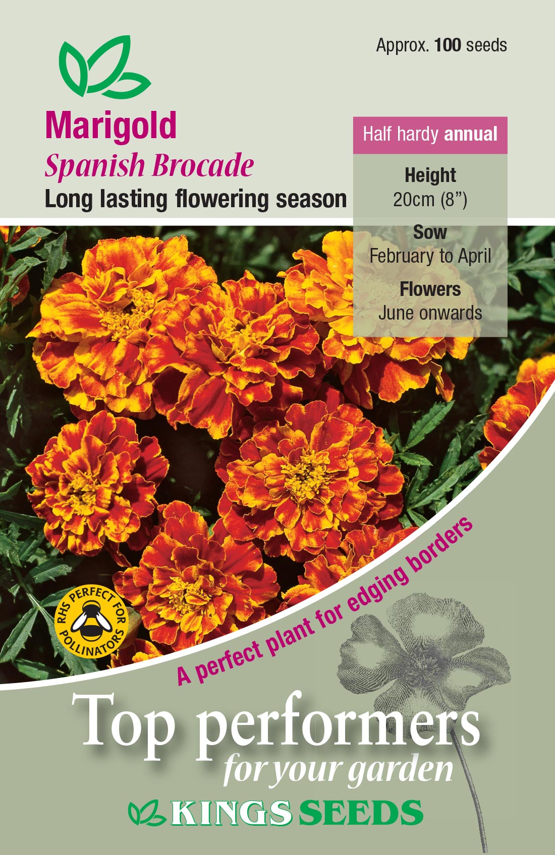 Kings Seeds Marigold Spanish Brocade 100 Seeds