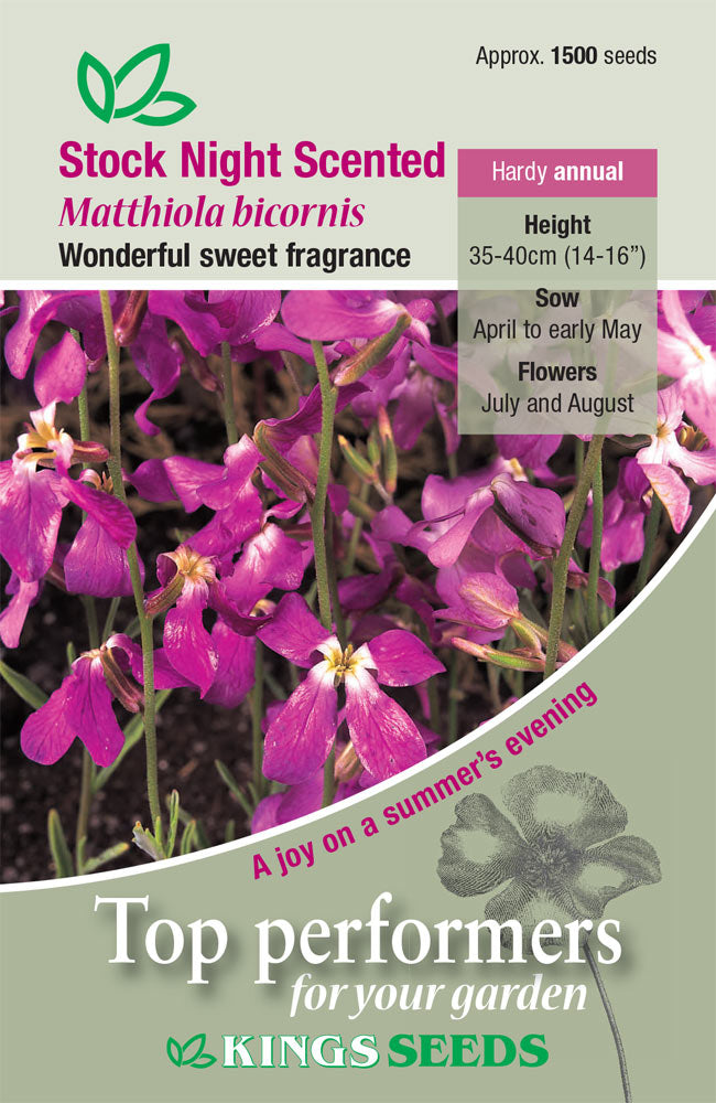 Kings Seeds Matthiola Night Scented Stock Seeds