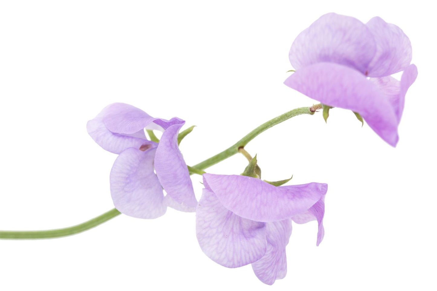 Sweet Pea Flora Norton Seeds