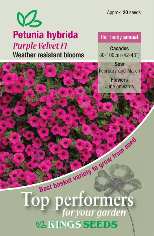 Kings Seeds Petunia Purple Velvet F1 - 20 Seed