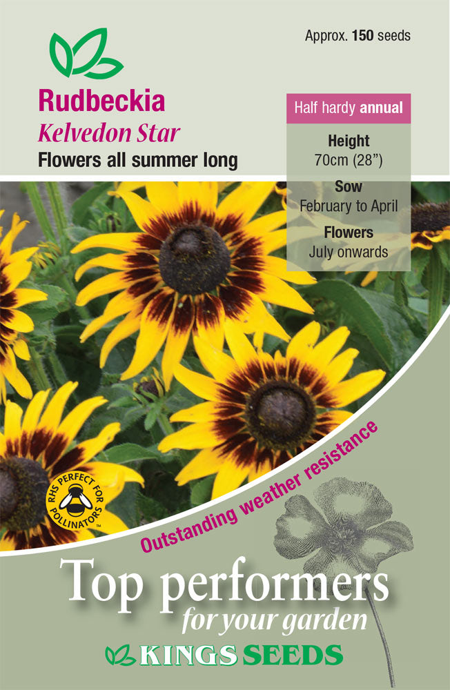 Kings Seeds Rudbeckia hirta Kelvedon Star 150 Seed