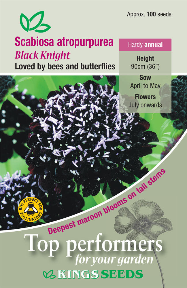 Kings Seeds Scabiosa atropurpurea Black Knight 100 Seed